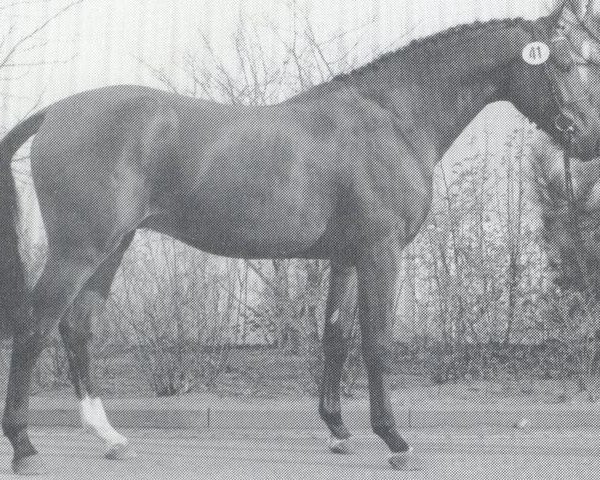 stallion Lancetto 93 (Holsteiner, 1986, from Landgraf I)
