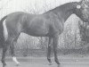 stallion Lancetto 93 (Holsteiner, 1986, from Landgraf I)