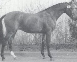 Deckhengst Lancetto 93 (Holsteiner, 1986, von Landgraf I)