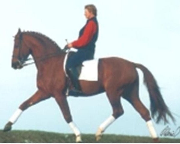 stallion Ferryman (Oldenburg, 1993, from Feiner Stern)