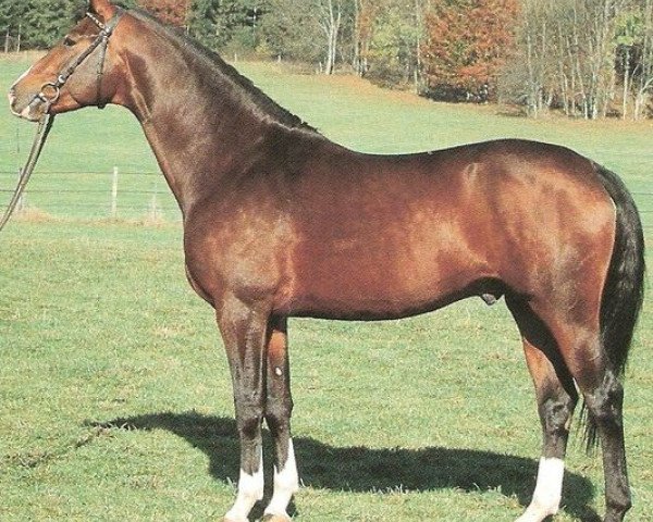 stallion Gilmor (Württemberger,  , from Girond)