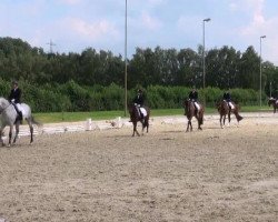 dressage horse Amani 32 (Westphalian, 2005, from Amantus)