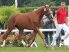 broodmare Valentina L 2 (German Riding Pony, 2009, from Voyager 2)