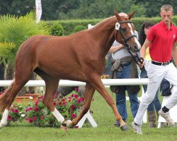 broodmare Valentina L 2 (German Riding Pony, 2009, from Voyager 2)