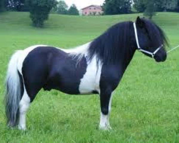 stallion Merrylees High Flyer (Shetland pony (under 87 cm), 2004, from Bogs Lord Mack)