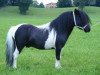 stallion Merrylees High Flyer (Shetland pony (under 87 cm), 2004, from Bogs Lord Mack)