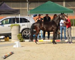 dressage horse Nightlight Star (German Riding Pony, 2018, from No Limit)