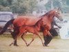 broodmare Selamoon (Hanoverian, 1998, from Singular Joter)