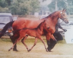 broodmare Selamoon (Hanoverian, 1998, from Singular Joter)