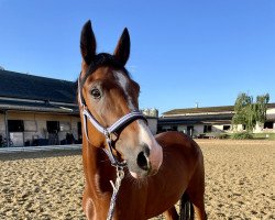 dressage horse Daya Rs (German Riding Pony, 2017, from Dreidimensional AT NRW)