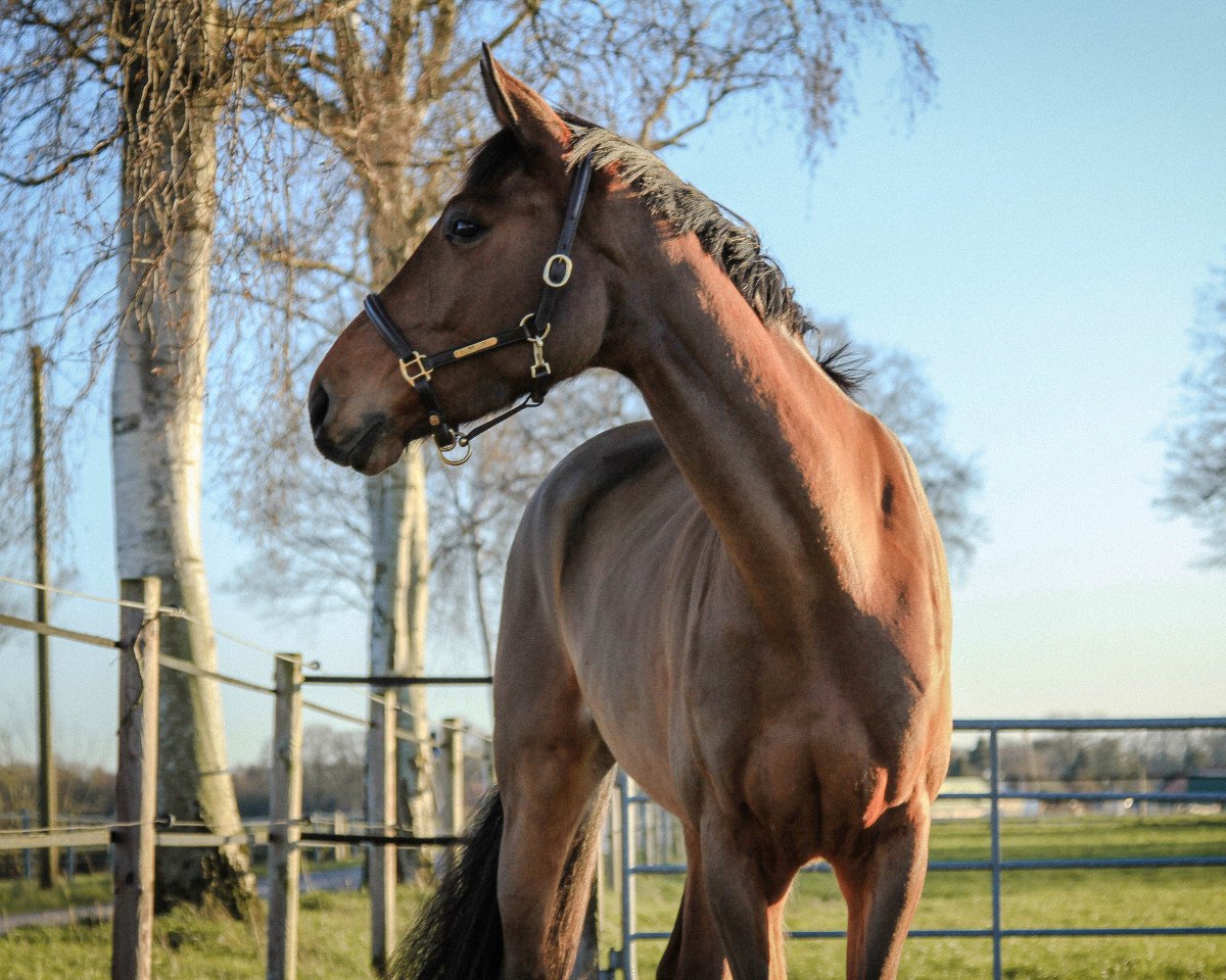 Springpferd Cascarlia (Hannoveraner, 2018, von Cascador)