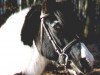 stallion Passat (Lewitzer, 1980, from Poncho B 387)