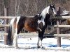 stallion Shawan (Lewitzer, 2001, from Shamani)