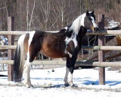 stallion Shawan (Lewitzer, 2001, from Shamani)