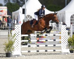 jumper Cookie Dough I (Hanoverian, 2015, from Charming 8)