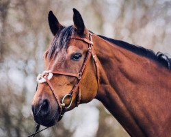 broodmare Enigma's Beauty (Hanoverian, 2005, from Escudo I)