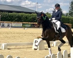 dressage horse Zam Pano (Oldenburg, 2012, from Zonik)