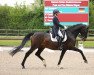 dressage horse Cremont (Holsteiner, 2009, from Helenenhof's Carabas)