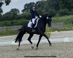 dressage horse Sindbad 122 (Hanoverian, 2015, from San Amour I)