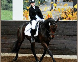 horse Roland (Oldenburg show jumper, 2005, from Rolando)