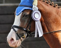 horse Topnatrejo (German Riding Pony, 1997, from Top Nonstop)