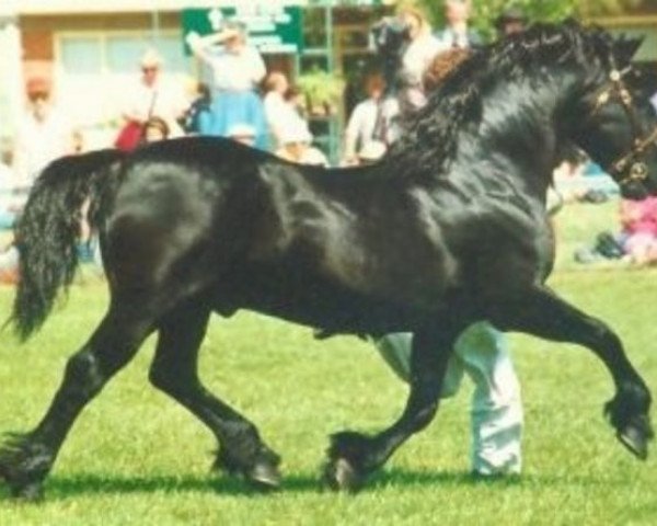 stallion Cippyn Real Magic (Welsh-Cob (Sek. D), 1974, from Nebo Black Magic)