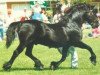 stallion Cippyn Real Magic (Welsh-Cob (Sek. D), 1974, from Nebo Black Magic)