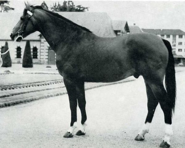 stallion Ukase (Selle Français, 1964, from Ibrahim AN)