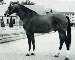 stallion Ukase (Selle Français, 1964, from Ibrahim)