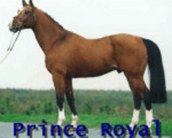stallion Prince Royal (Selle Français, 1981, from Ukase)