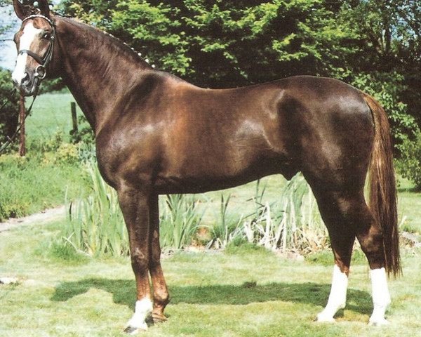 stallion Frederiko (Rhinelander, 1981, from Furioso II)