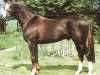 stallion Frederiko (Rhinelander, 1981, from Furioso II)