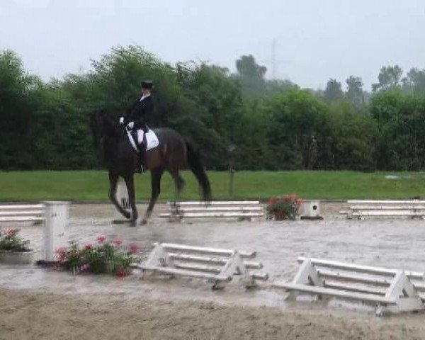 dressage horse Shadoxx (Oldenburg, 2007, from Sandro Hit)