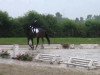 dressage horse Shadoxx (Oldenburg, 2007, from Sandro Hit)