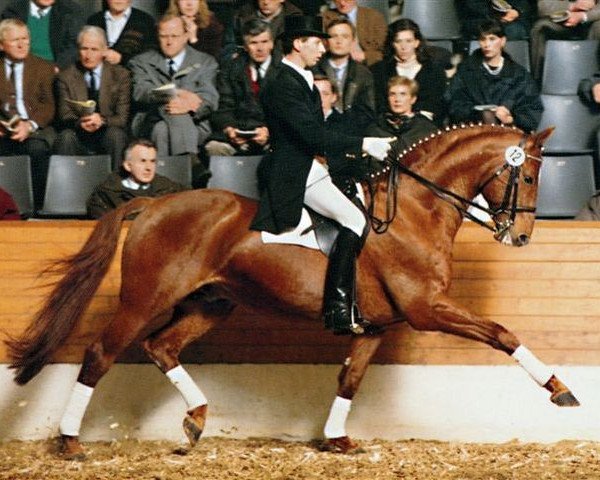 stallion Bon Bonaparte (Hanoverian, 1984, from Bolero)