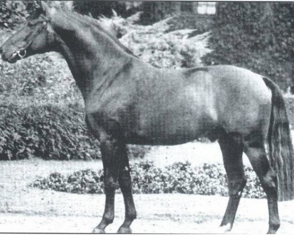 horse Perlkönig I (Westphalian, 1970, from Pilatus)