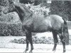 horse Perlkönig I (Westphalian, 1970, from Pilatus)