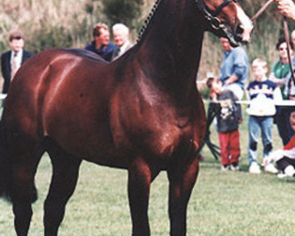 stallion Animo's Hallo (Dutch Warmblood, 1989, from Animo)