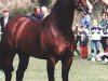 stallion Animo's Hallo (Royal Warmblood Studbook of the Netherlands (KWPN), 1989, from Animo)