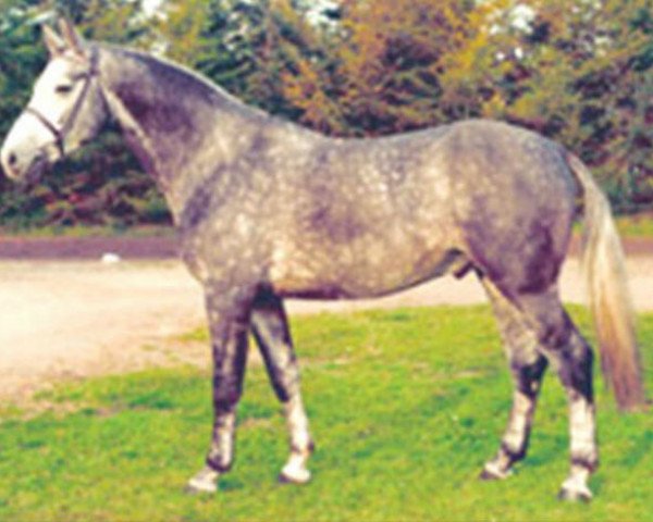 stallion Wiener Star (Hanoverian, 1987, from Wienerwald)