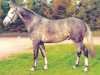 stallion Wiener Star (Hanoverian, 1987, from Wienerwald)