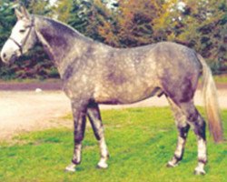 stallion Wiener Star (Hanoverian, 1987, from Wienerwald)