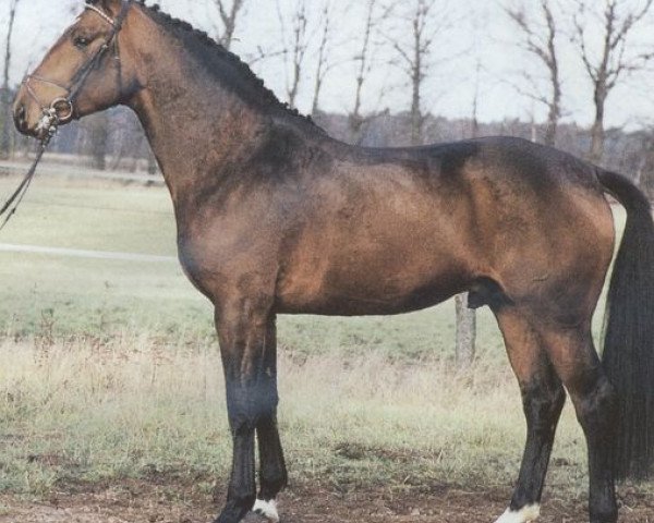 stallion Filigrant (Hanoverian, 1988, from Wanderer)