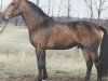 stallion Filigrant (Hanoverian, 1988, from Wanderer)