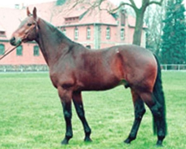 horse Gluecksstern (Hanoverian, 1981, from Gardestern I)