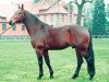 stallion Gluecksstern (Hanoverian, 1981, from Gardestern I)