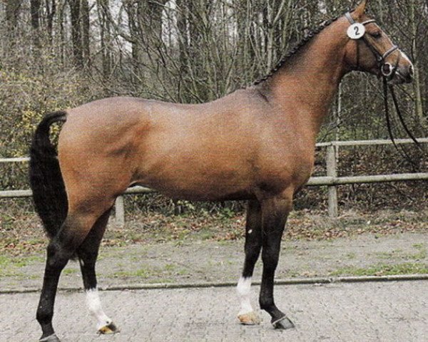 stallion Amantino (Westphalian, 2004, from Amantus)