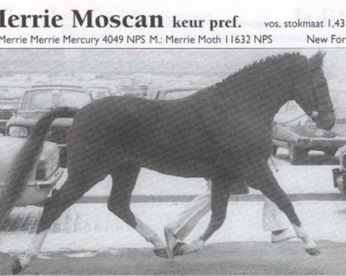 Deckhengst Merrie Moscan (New-Forest-Pony, 1969, von Merrie Mercury)