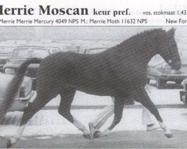 stallion Merrie Moscan (New Forest Pony, 1969, from Merrie Mercury)