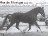 Deckhengst Merrie Moscan (New-Forest-Pony, 1969, von Merrie Mercury)